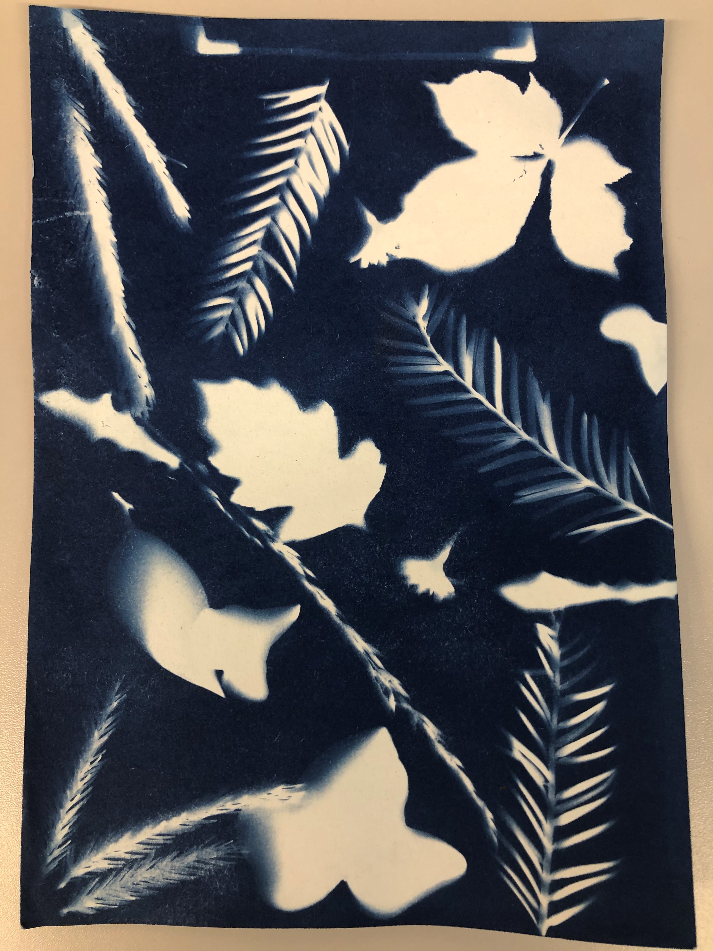 Cyanotype%20print